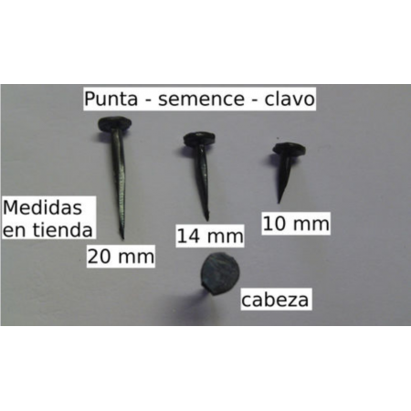 Semence - clavos de fuelle de 10 mm